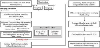 Development and Validation of Genome Instability-Associated lncRNAs to Predict Prognosis and Immunotherapy of Patients With Hepatocellular Carcinoma